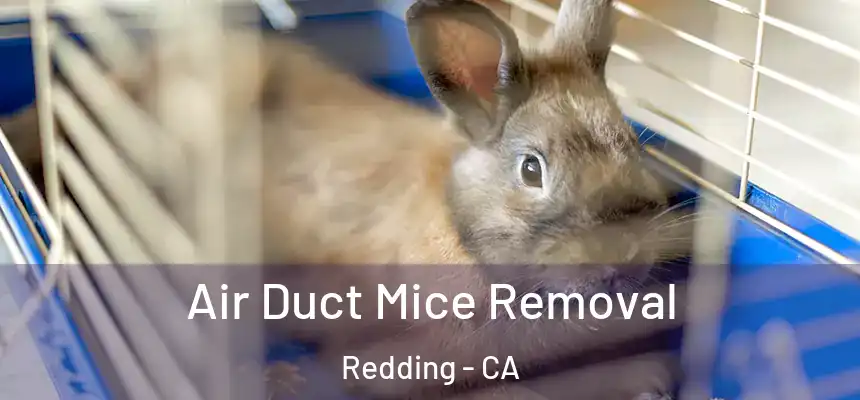 Air Duct Mice Removal Redding - CA